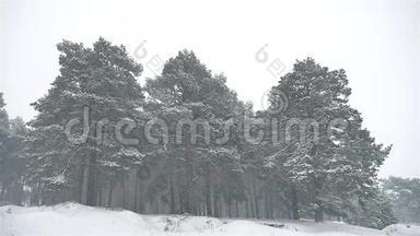 暴风雪森林自然雪暴风雪冬季，圣诞树和松林景观